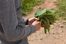 Nesta segunda edio, 56 agricultores participam da iniciativa